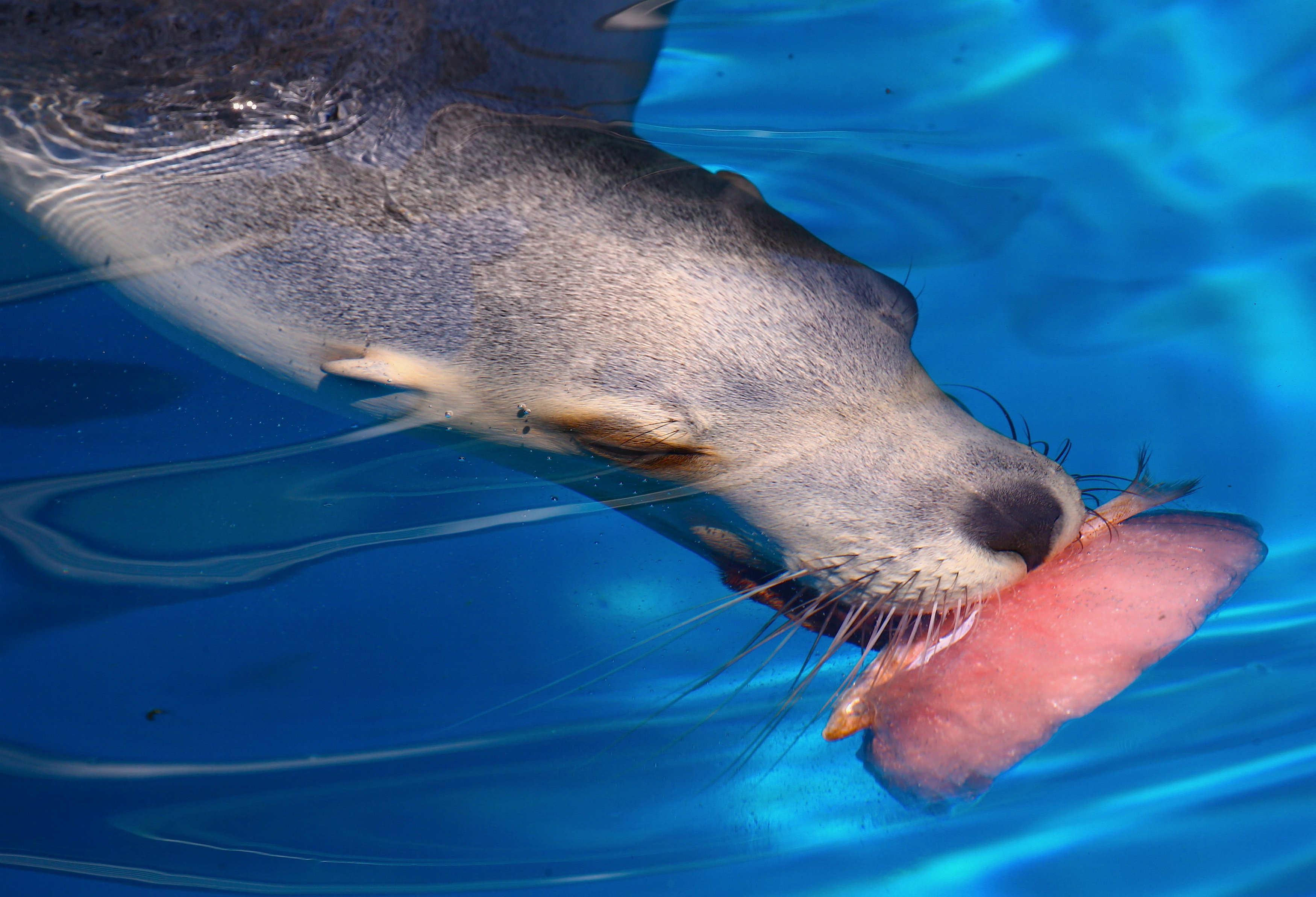 سبع البحر يلتقط سمكة هدية عيد الميلاد في حديثة تارنجو للحيوانات في سيدنى باستراليا 1-رويترز