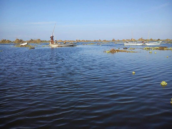 الصيادون وانتشار ورد النيل