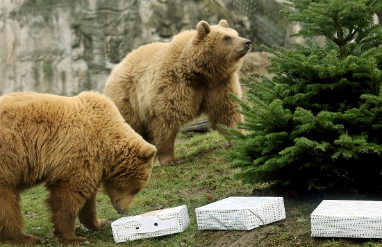 الدببة فى حديقة حيوان ألمانية تتلقى هدية الكريسماس