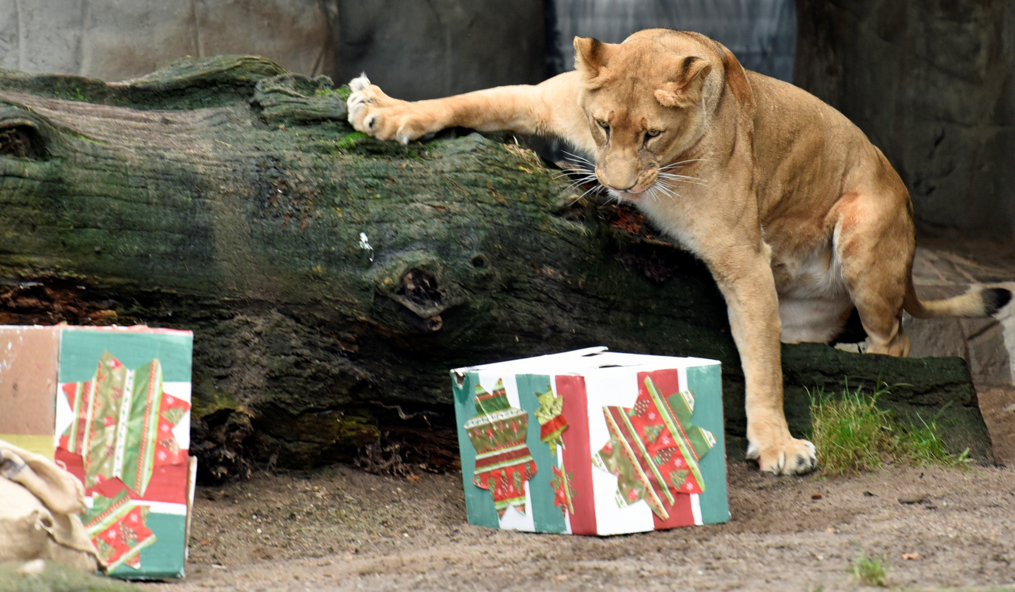 توزيع هدايا على الحيوانات المفترسة فى ألمانيا احتفالا بالكريسماس