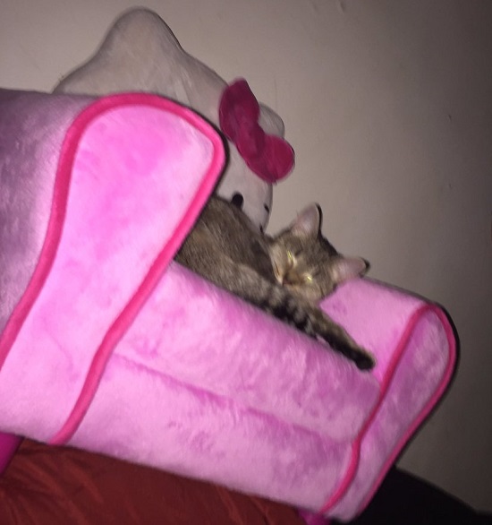 قطة تلقت هديتها وهى سرير جديد