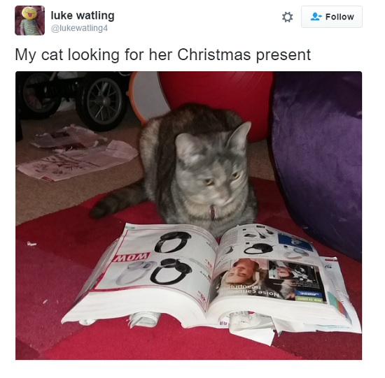 صاحب القطة كتب على تويتر قطتى تختار هدية الكريسماس الخاصة بها