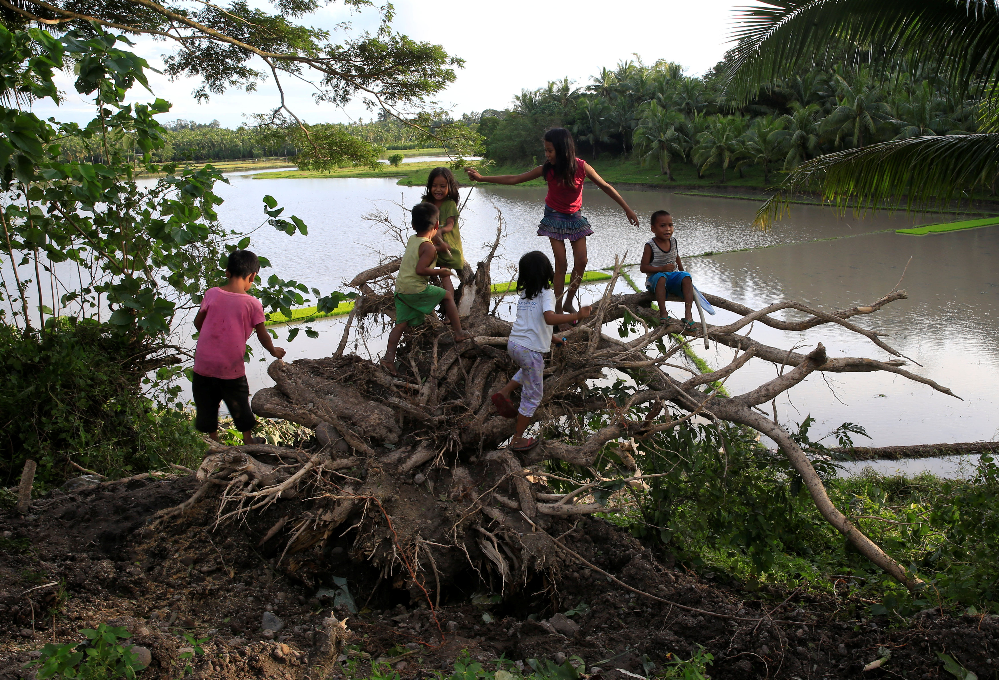 أطفال يلهون على جذور شجرة مقتلعة بفعل رياح إعصار نوك تن