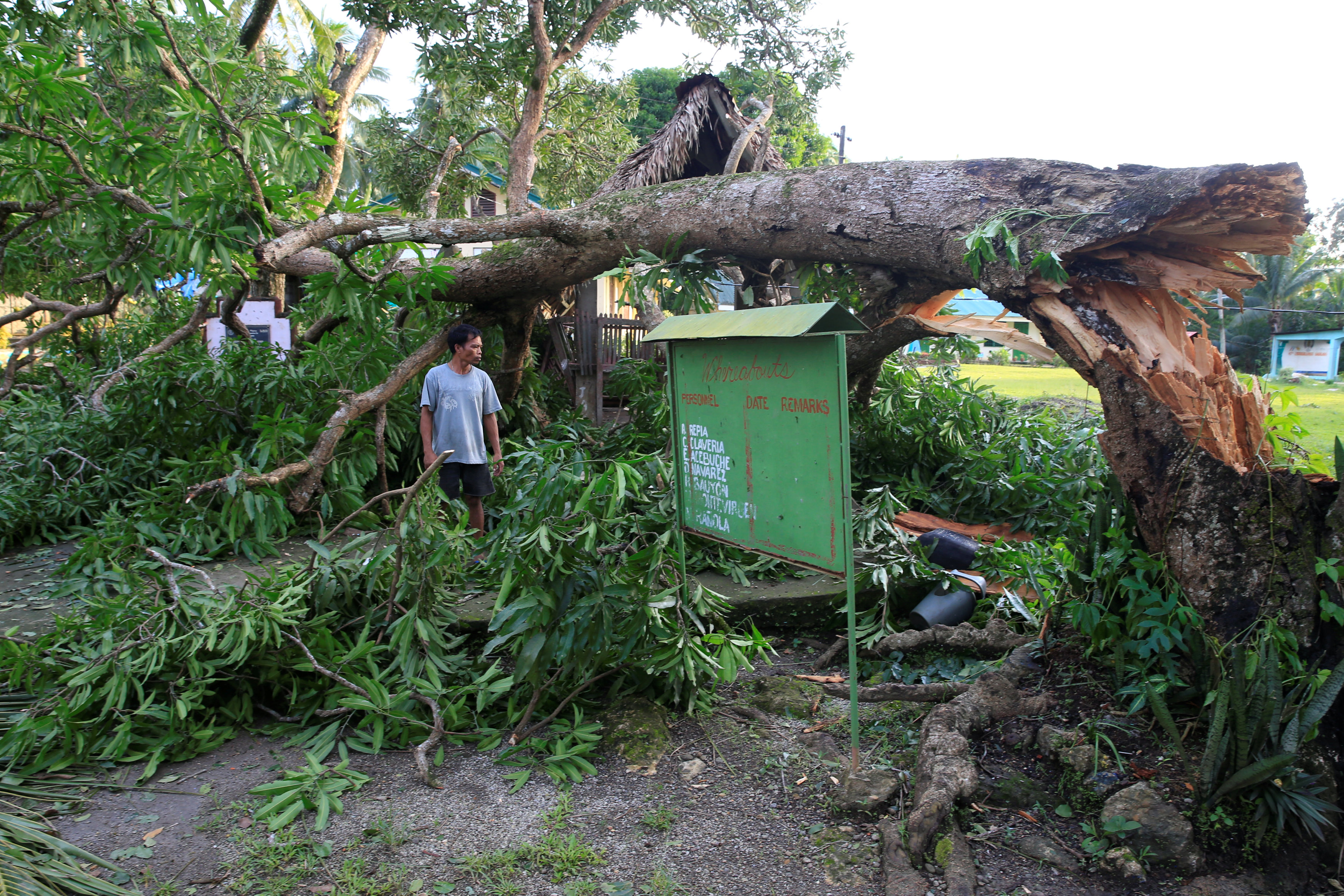اقتلاع شجرة بفعل شدة رياح غعصار نوك تن فى الفلبين