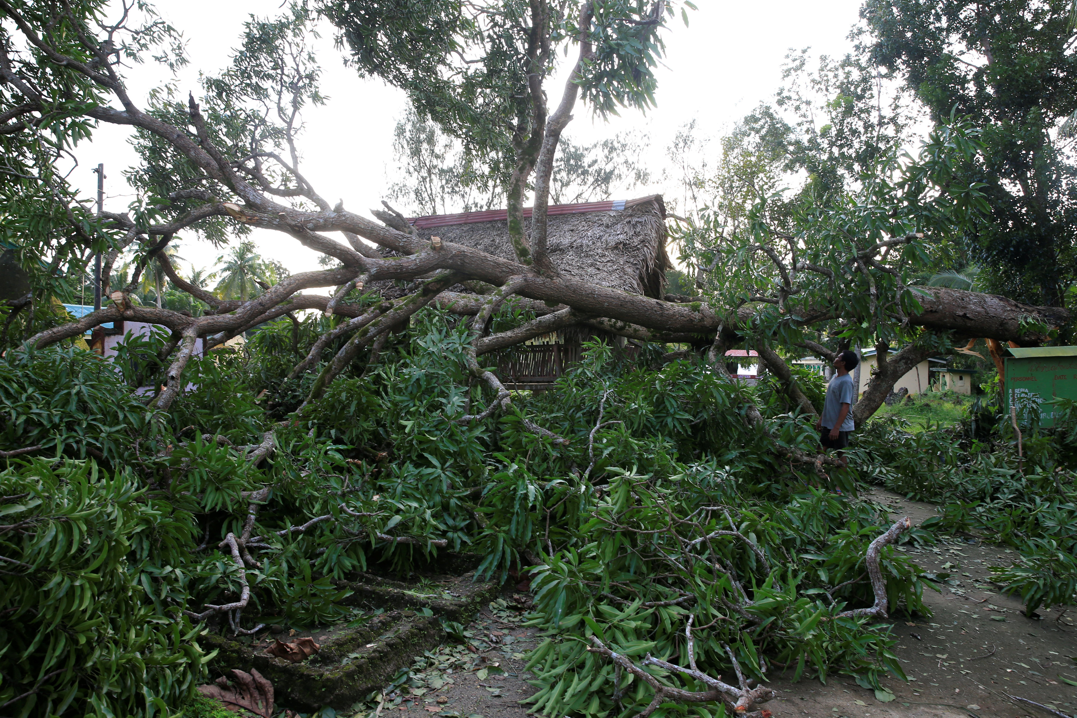 أشجار مقتلعة بفعل رياح غعصار نوك تن فى الفلبين