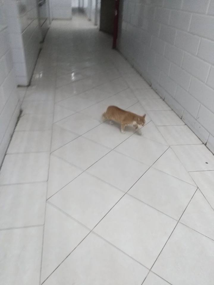 قطة تتجول داخل مبنى الاستقبال الجديد