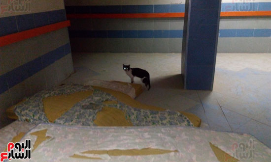  انتشار القطط داخل المستشفى بالطابق الرابع