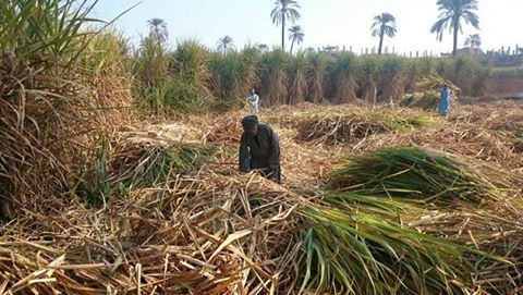 5- جانب من اعمال زراعة وحصاد القصب في محافظة الاقصر