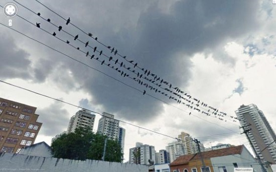 سرب من الطيور بسماء إحدى المدن