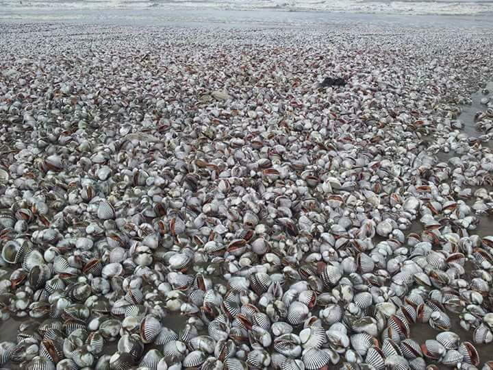 2- ملايين القواقع تنتشر بطول شاطئ دمياط الجديدة