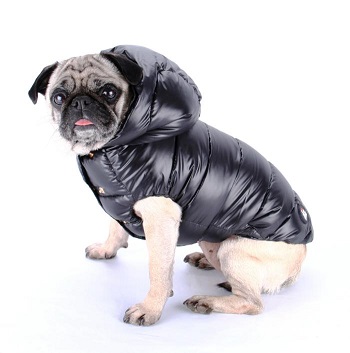 احمى كلبك من ببرد الشتاء بـ " سترة" على الموضة 
