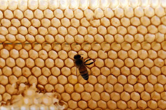 خليه النحل (6)