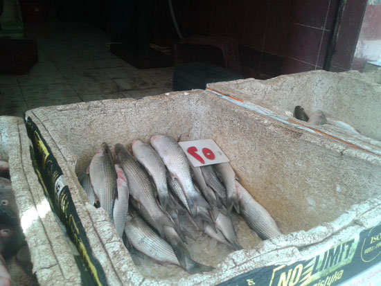 بالصور تعرف على أشهر أسماك دمياط وسر طبق شوربة البحر اليوم السابع