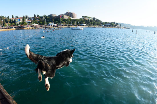 كلب-يقفز-فى-المياه-بسلوفينيا