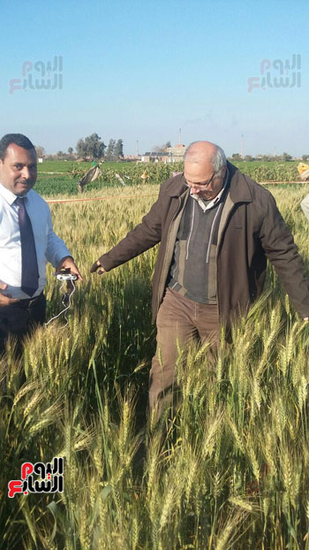 القومى لبحوث المياه يؤكد أن مصر أول دولة بالعالم ستزرع القمح مرتين