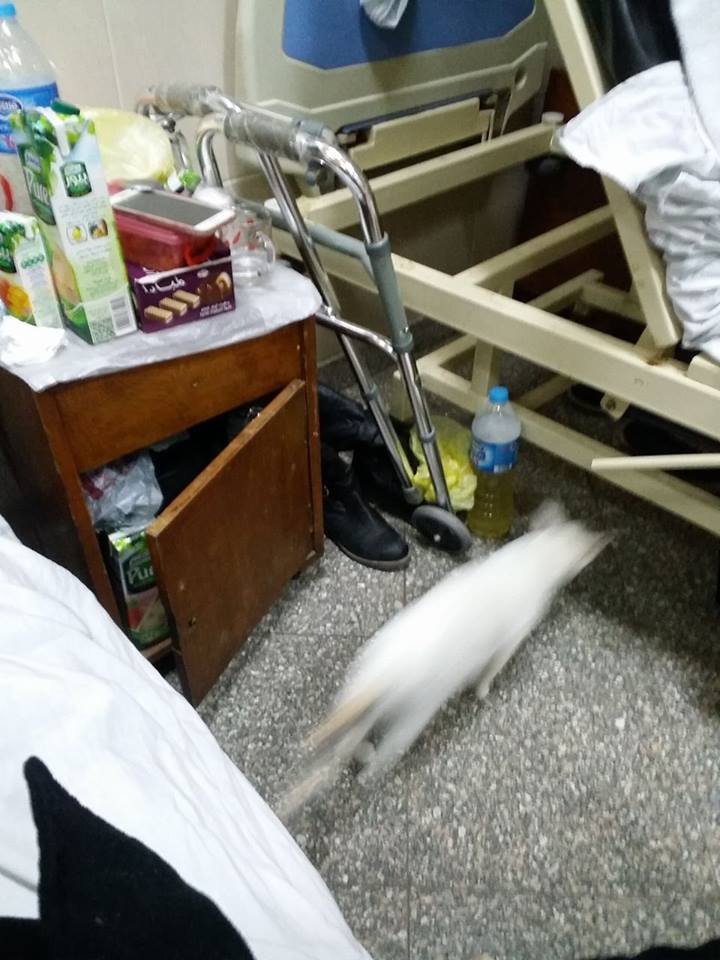 انتشار القطط بالمستشفى