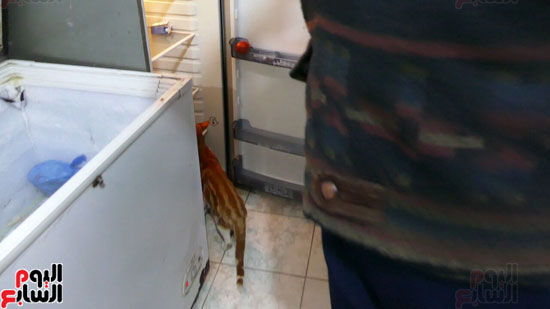 قطة تأكل من داخل ثلاجة دار المسنين