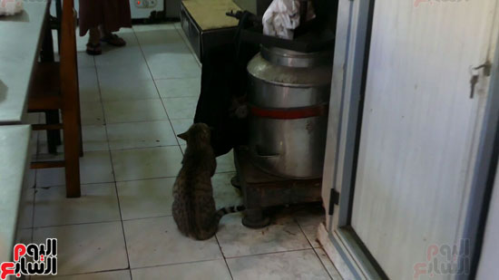 القطط تبحث عن قوتها بمطبخ دار المسنين