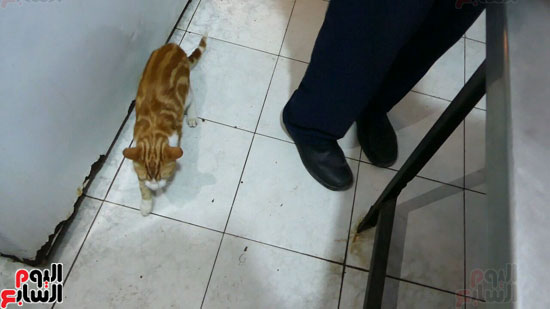 القطط تجوب مطبخ دار المسنين