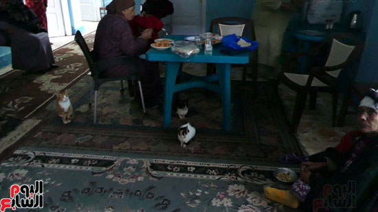 القطط تزاحم النزيلات طعامهن بدار المسنين