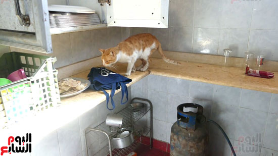 قطة تأكل من داخل ثلاجة دار المسنين