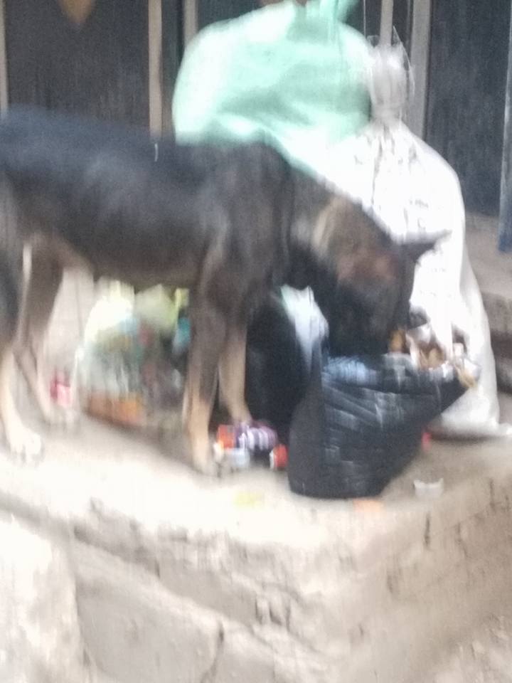 4 الكلاب الضالة وسط مقالب القمامة بالشوارع