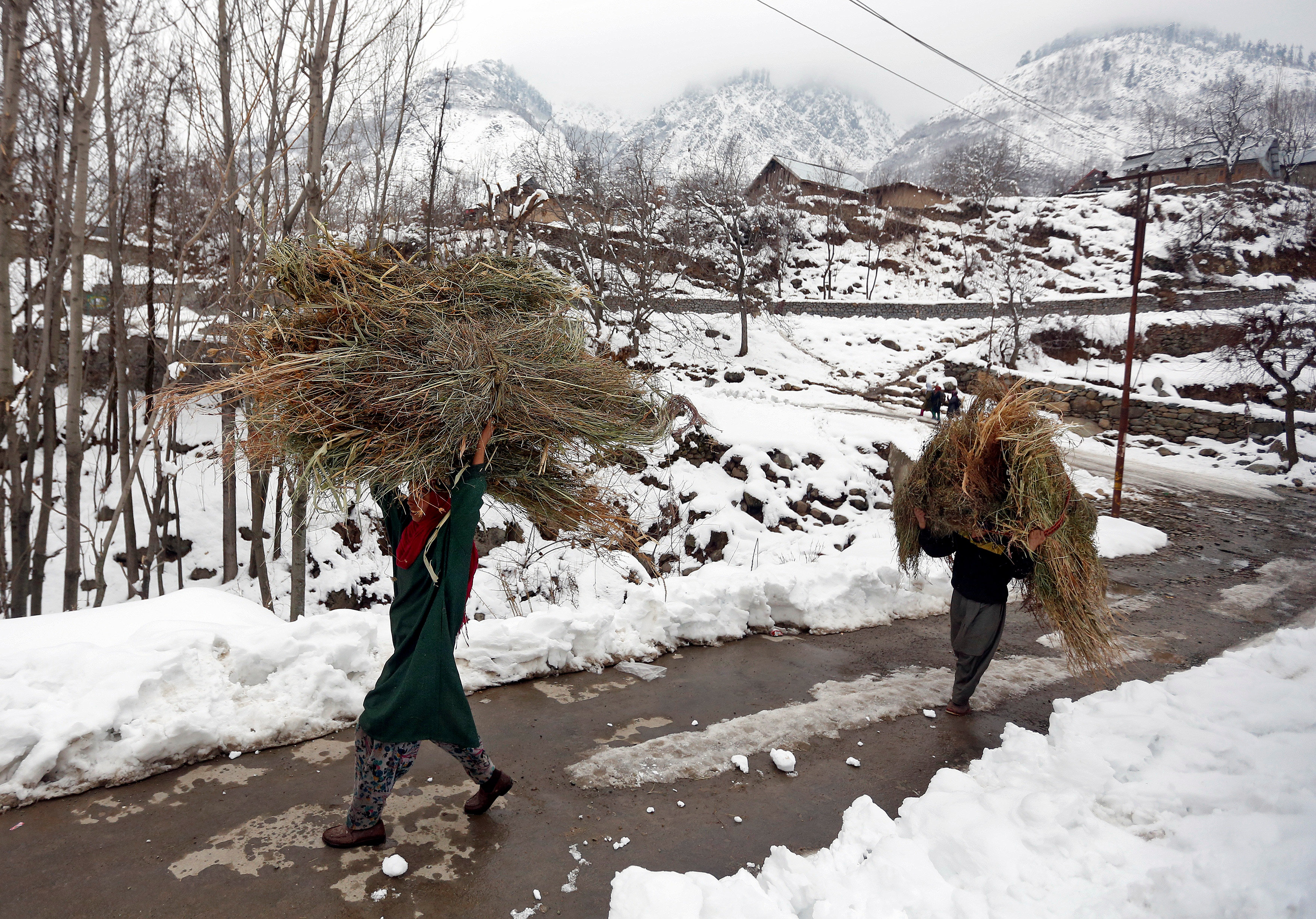 سيدة تحمل عشب وسط طرقات مغطاة بالثلج فى الهند