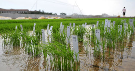 زراعة-الأرز