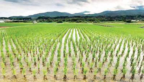 زراعة-الأرز