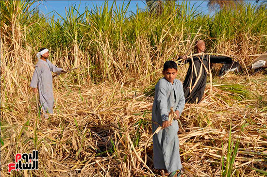 الأطفال يشاركون في موسم حصاد قصب السكر