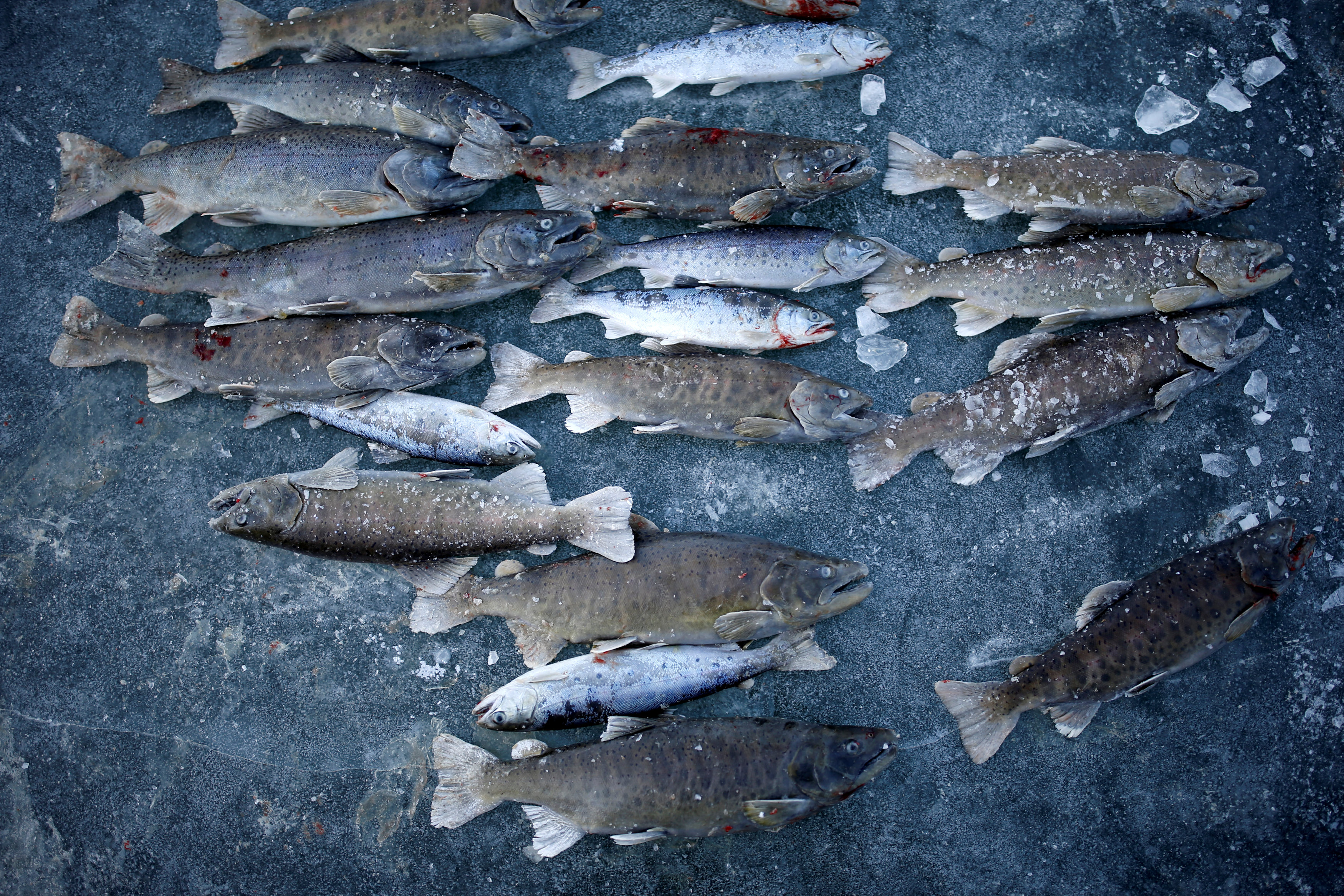أسماك اصطادها المشاركون فى مهرجان الجليد بكوريا الجنوبية