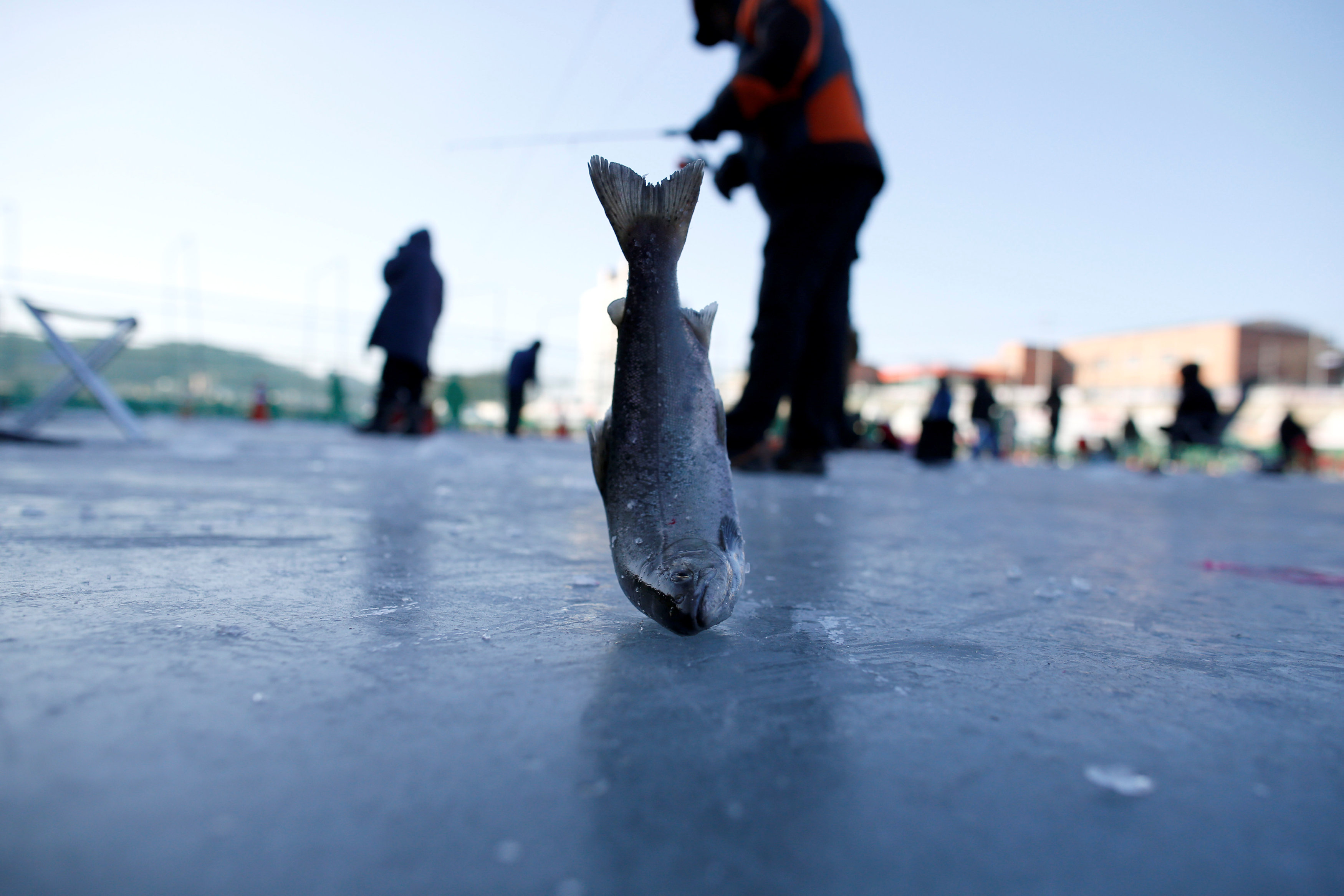 سمكة كبيرة اصطادها شاب فى مهرجان الجليد بكوريا الجنوبية
