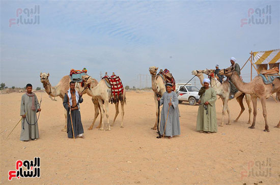 قيادات قبيلة العوازم خلال فعاليات مهرجان الهجن بالأقصر