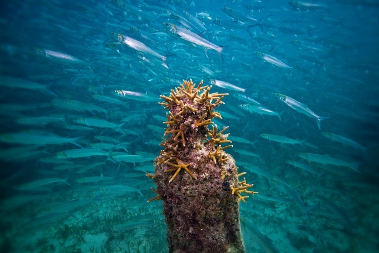 •	الشعاب المرجانية والطحالب تنمو على التماثيل