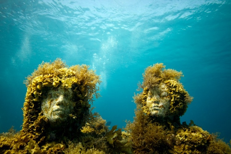 •	الشعاب المرجانية والطحالب تنمو على التماثيل
