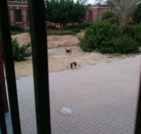 الكلاب الضالة داخل مستشفى الحميات بالعباسية