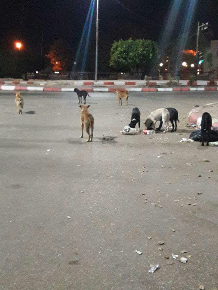 مجموعة من الكلاب الضالة فى شوارع أسوان
