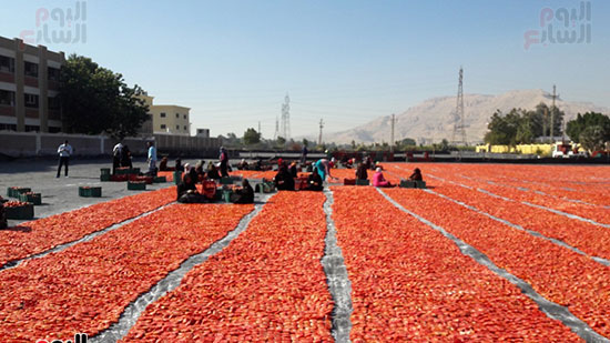        صناعة الطماطم المجففة تجذب أسواق أجنبية للأقصر