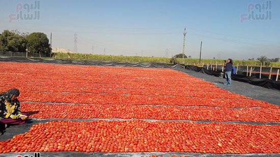           جانب من أعمال تجفيف الطماطم بالأقصر