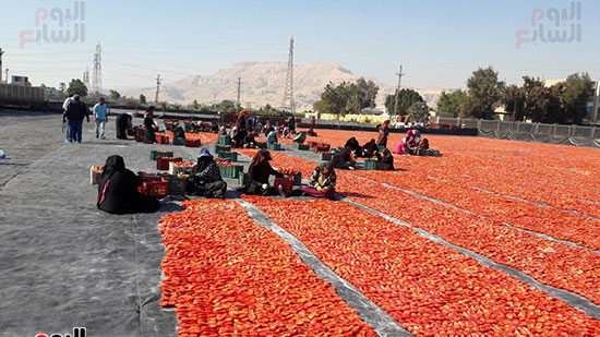            منشر الطماطم المجففة ينتج من 15 لـ20 طن يومياً
