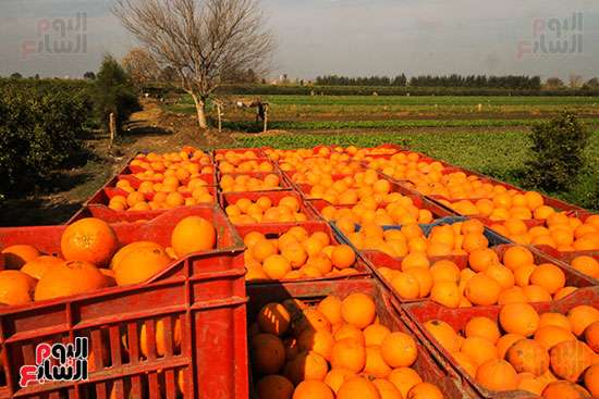 حصاد البرتقال