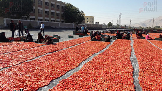           الطماطم المجففة مصدر الخير والرزق بمدينة إسنا جنوب الأقصر