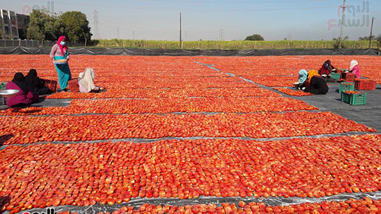              فتيات إسنا تعمل على تجفيف الطماطم سنوياً