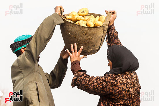 رجل يساعد سيدة في جمع البطاطس