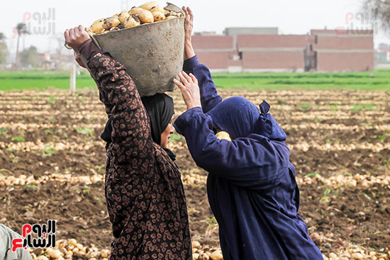 السيدات يساعدن بعض في حصاد البطاطس
