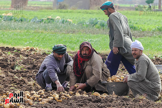 الرجال يحمعون محصول البطاطس