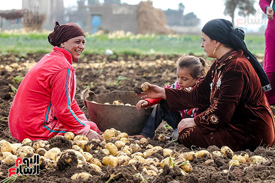 السيدات يجمعن محصول البطاطس