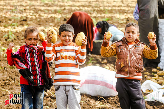 الاطفال وفرحة حصاد محصول البطاطس