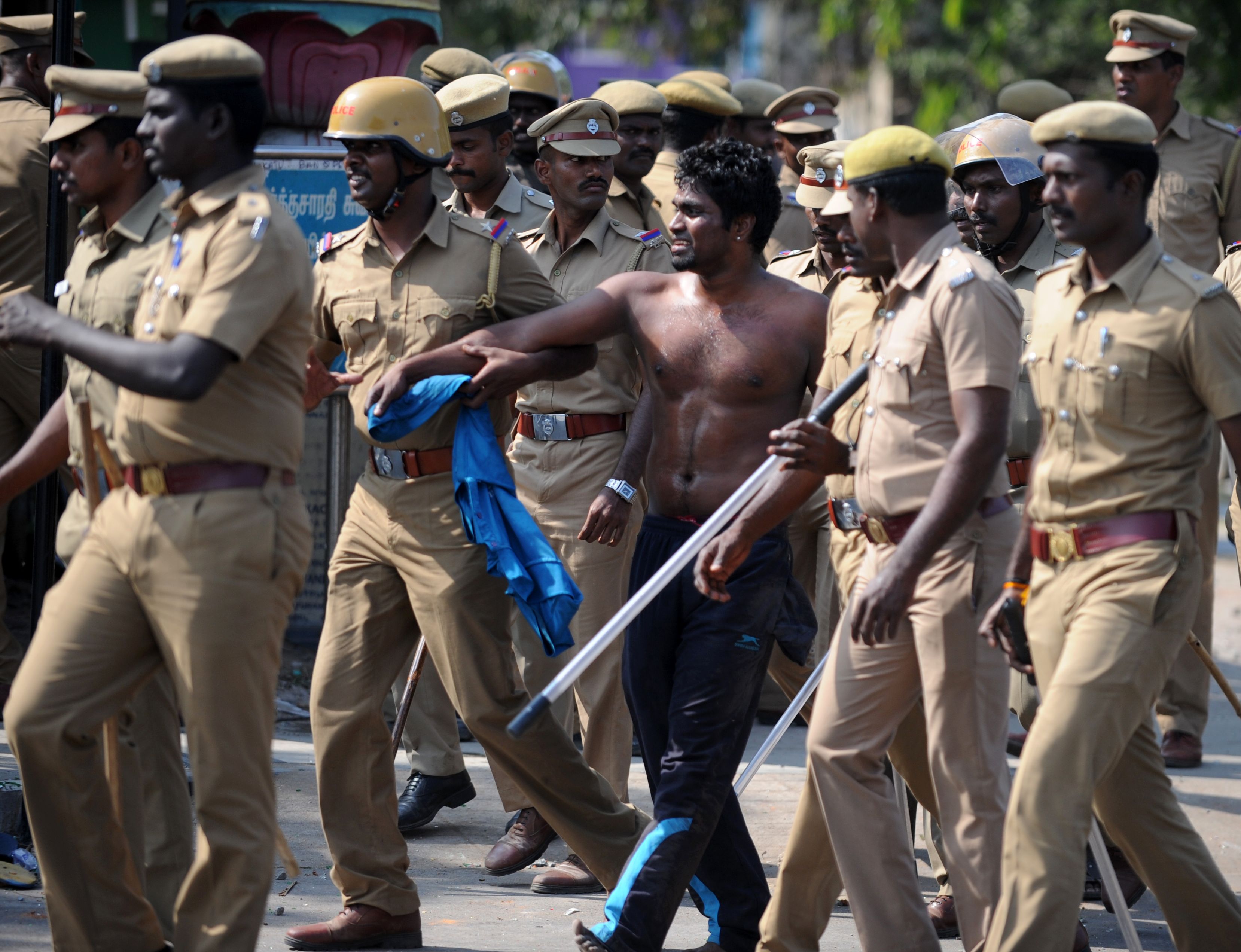 الشرطة الهندية تلقى القبض على متظاهر ضد قرار حظر مصارعة الثيران