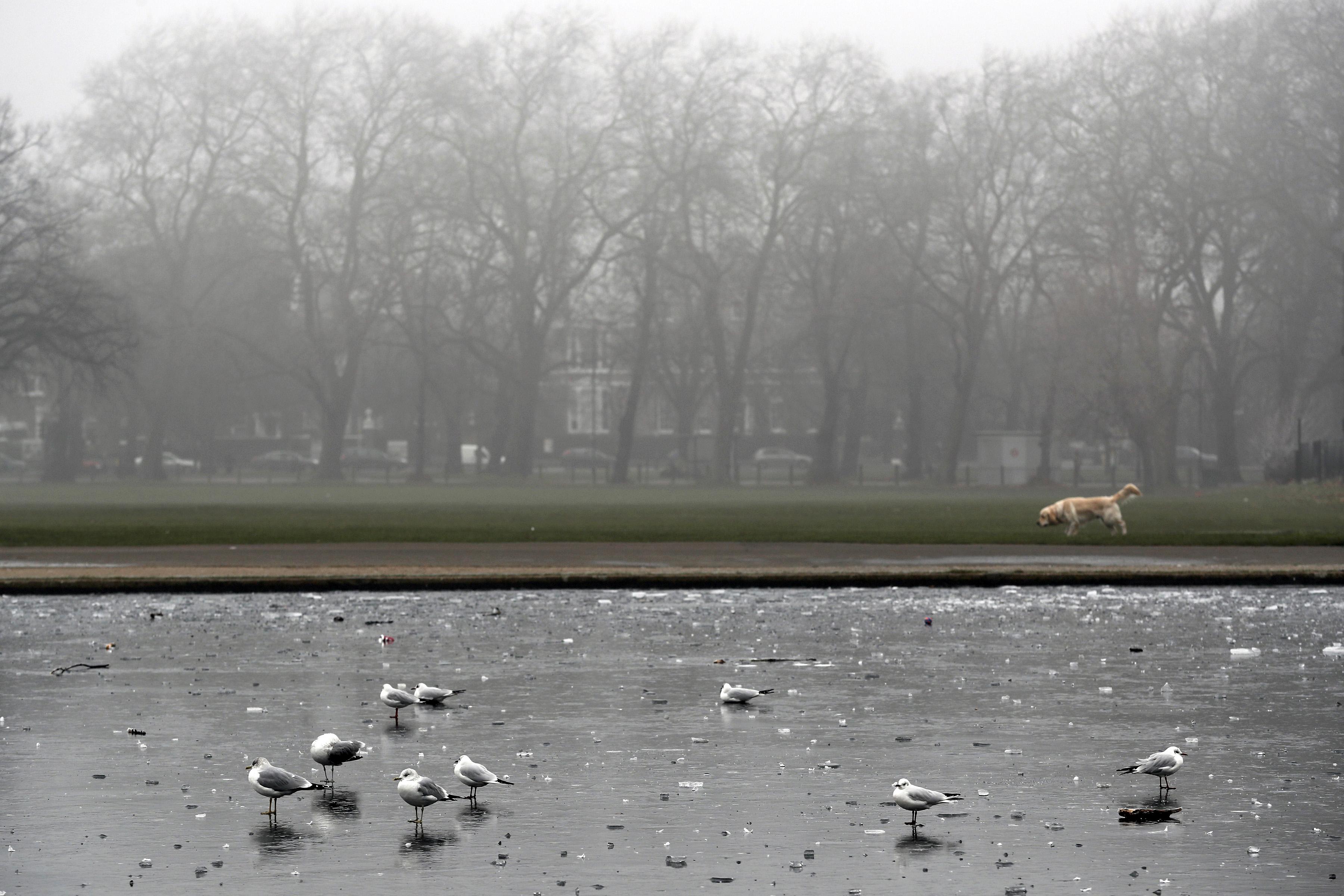 طيور النورس تقف على بحيرة مجمدة فى لندن